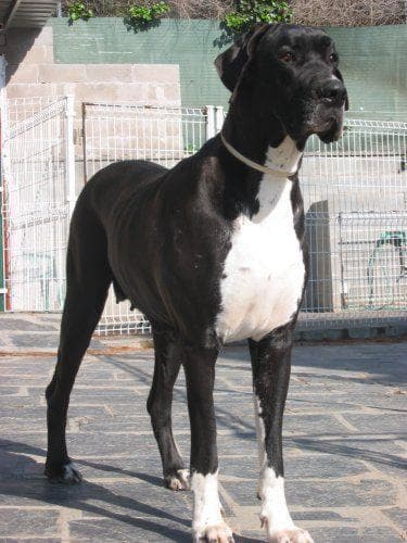 Great Dane