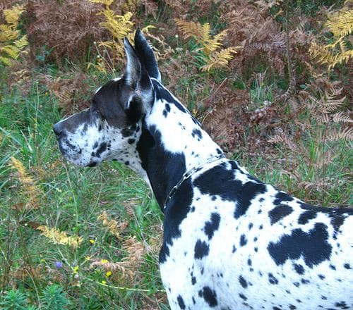 Great Dane