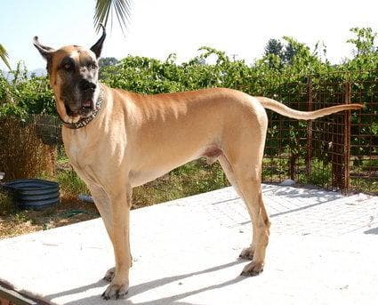 Great Dane