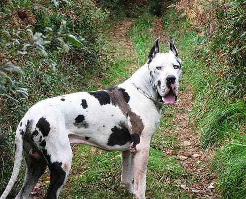 Great Dane