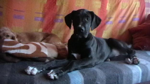 dane