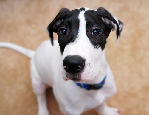 Great Dane