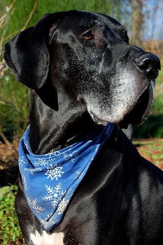 Great Dane