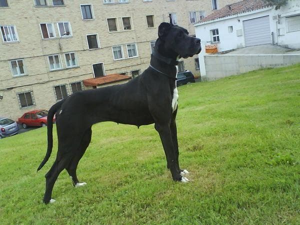 dane