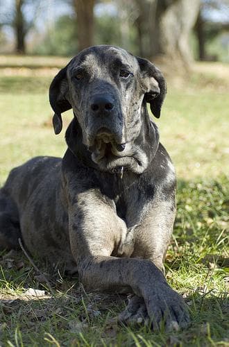 Great Dane