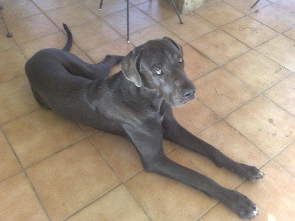 dane