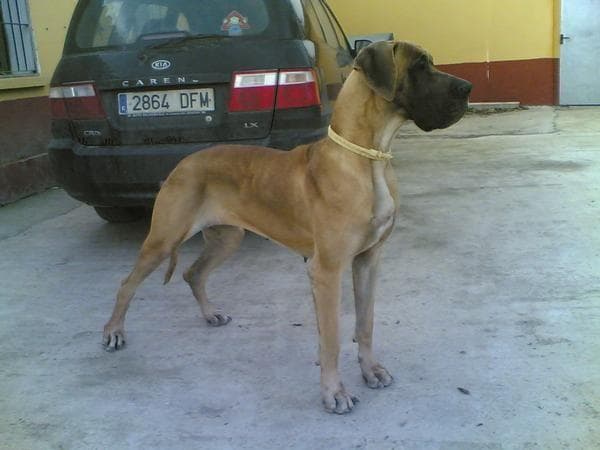 dane