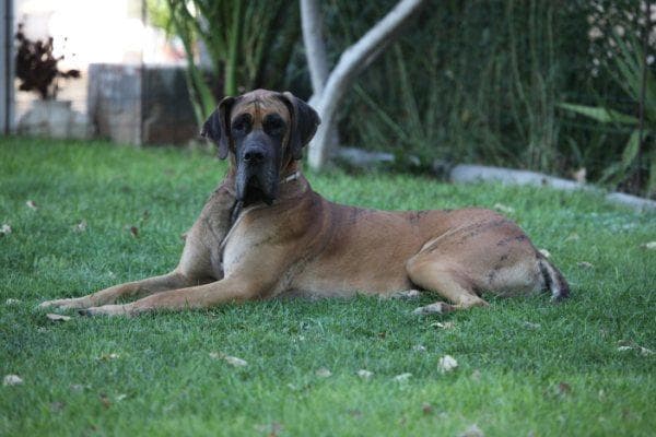 Great Dane