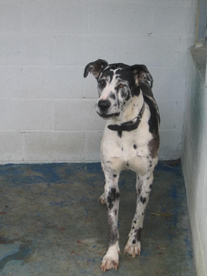 Great Dane