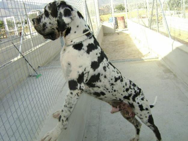 Great Dane