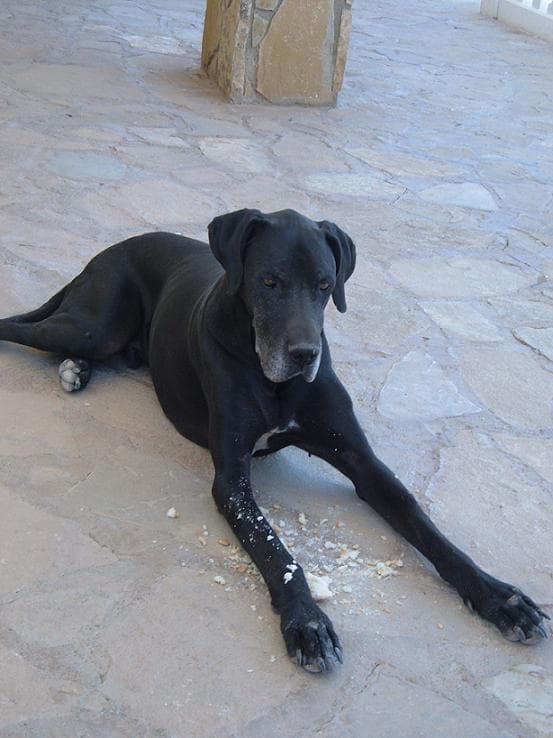 Great Dane