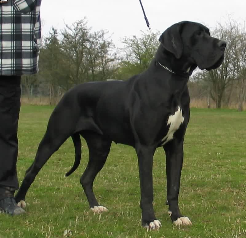 Great Dane