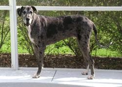 Great Dane