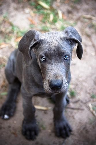 Great Dane