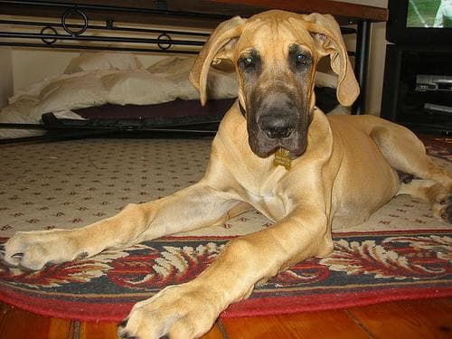 Great Dane
