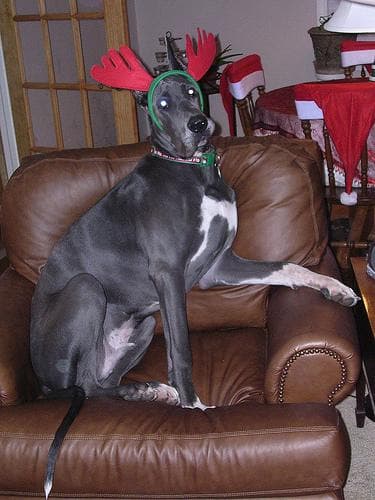 Great Dane