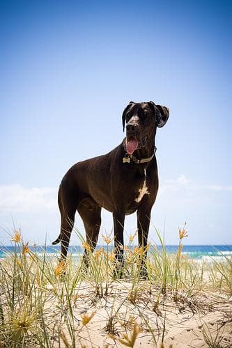Great Dane