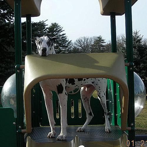 dane