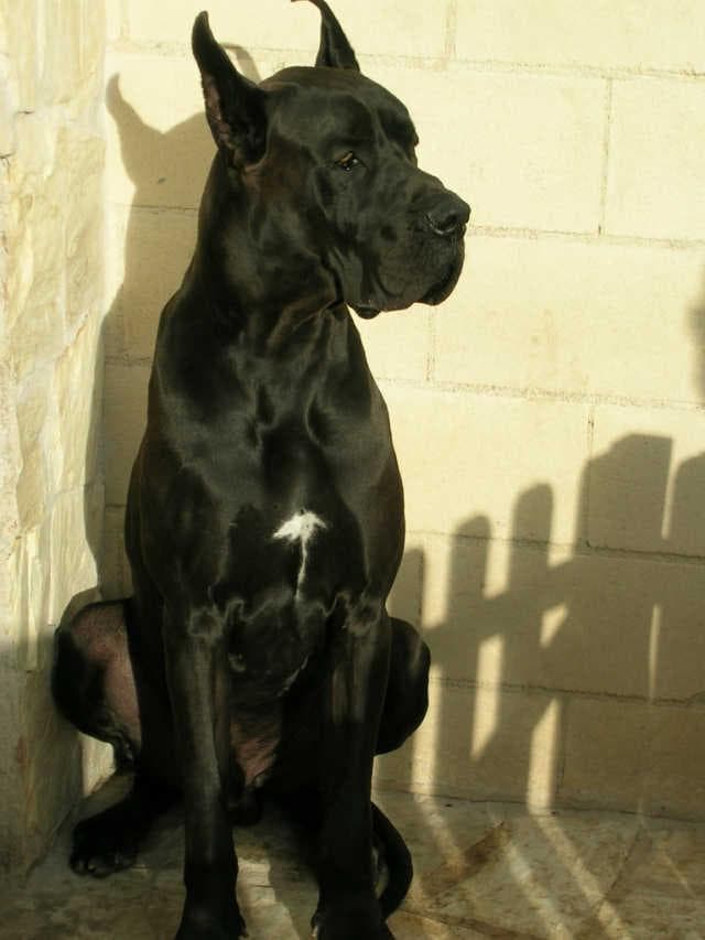 Great Dane