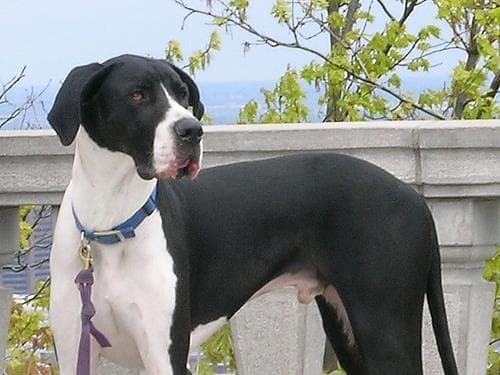 Great Dane