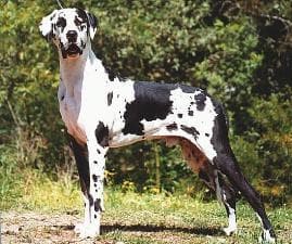 Great Dane