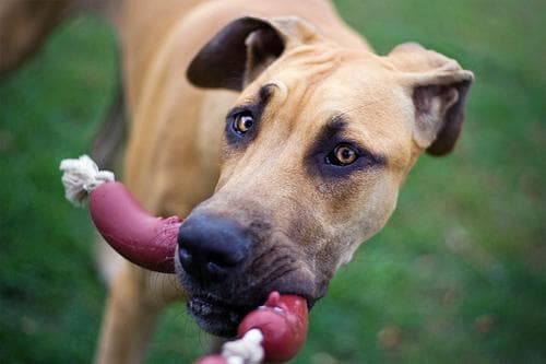Great Dane