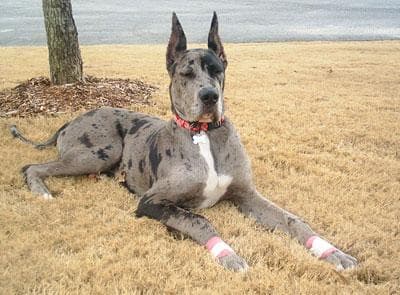 Great Dane