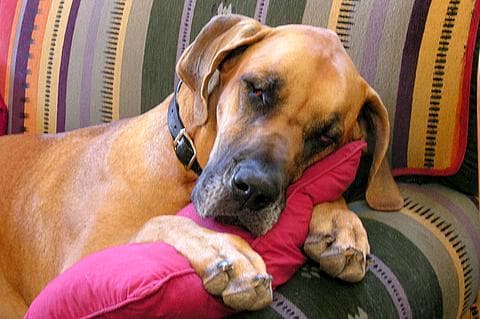 Great Dane