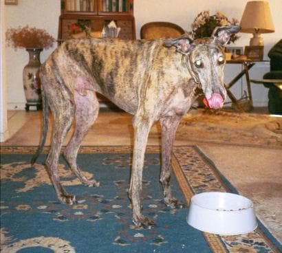 dane