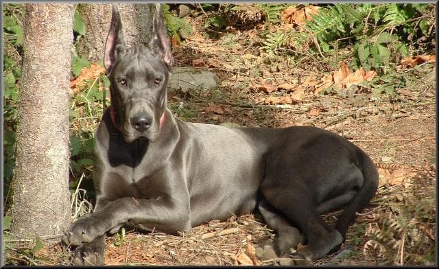 Great Dane