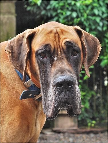 Great Dane