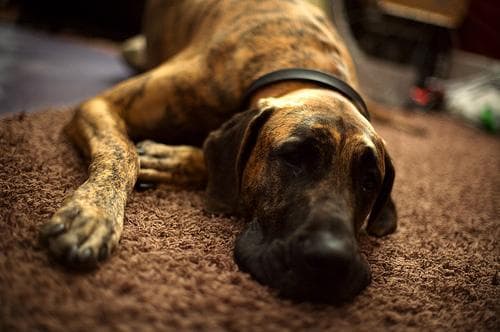Great Dane