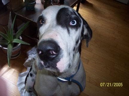 Great Dane