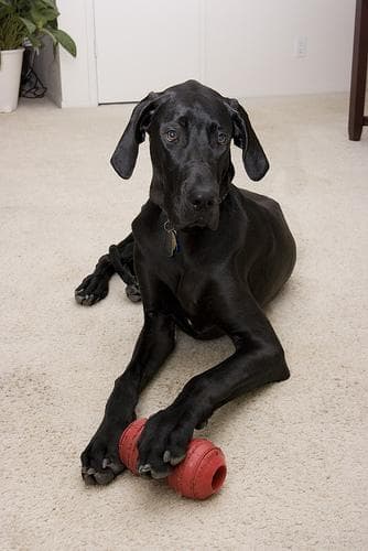 Great Dane