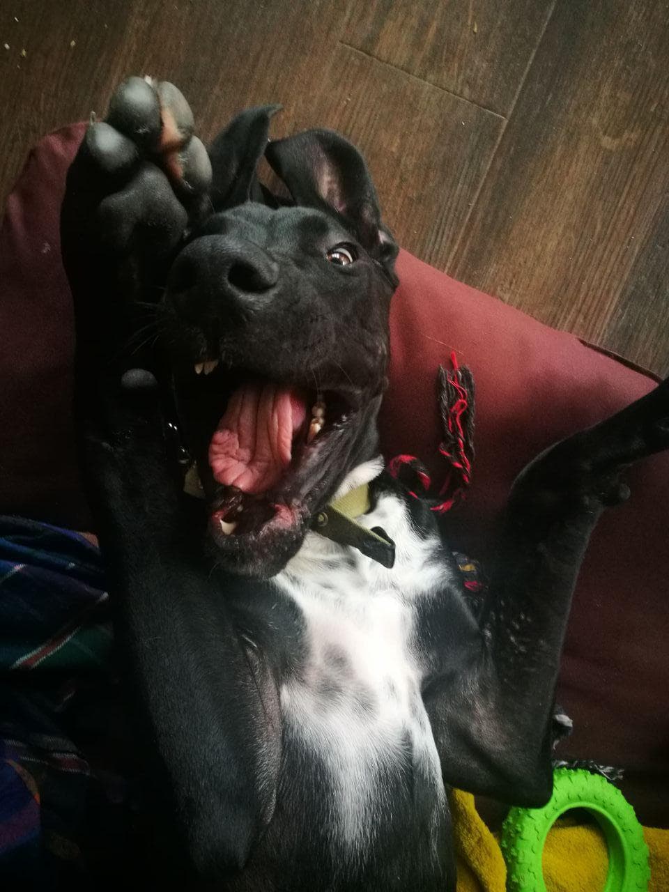 dane