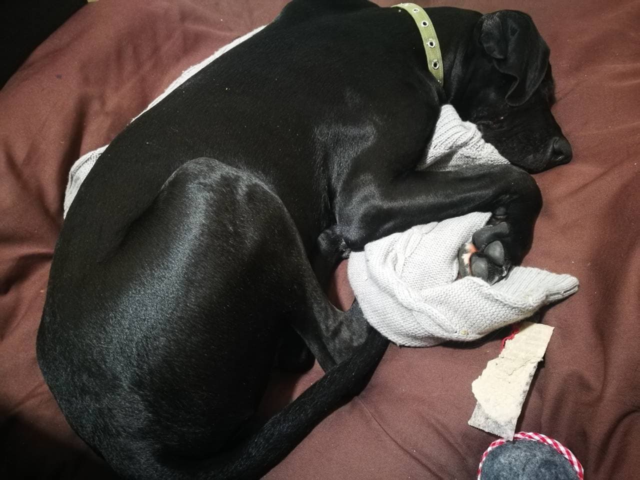 Great Dane