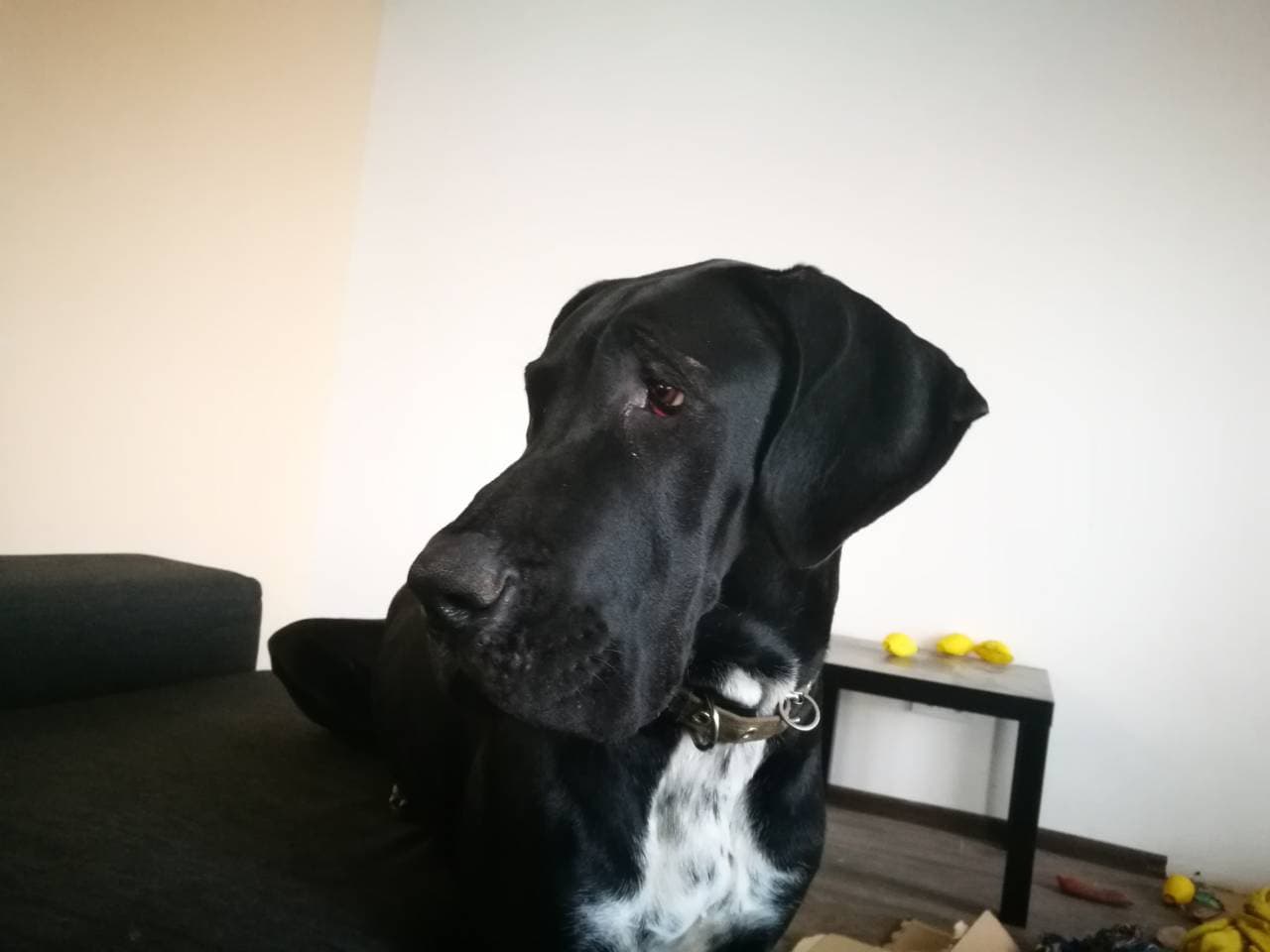 Great Dane