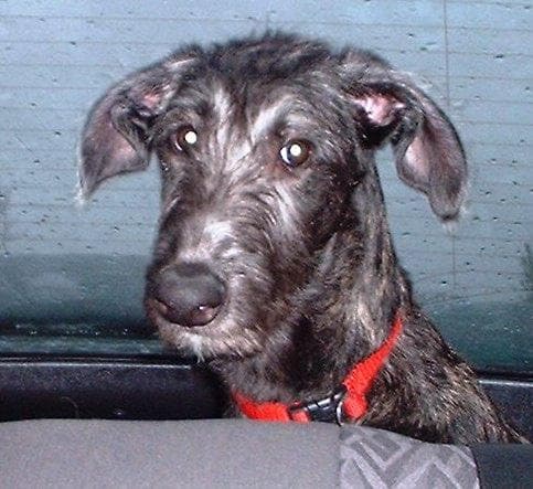 Scottish Deerhound