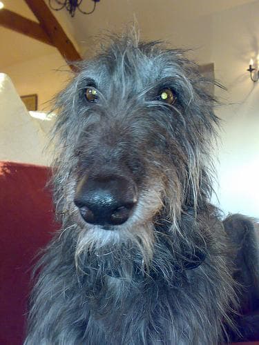 deerhound