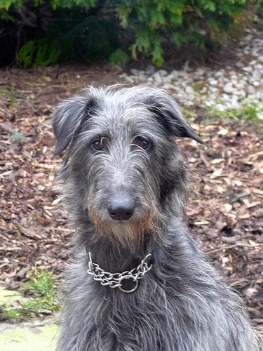 Scottish Deerhound