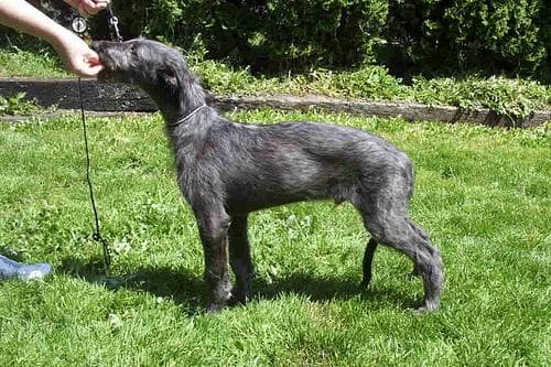 Scottish Deerhound