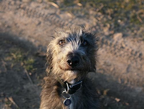 Scottish Deerhound