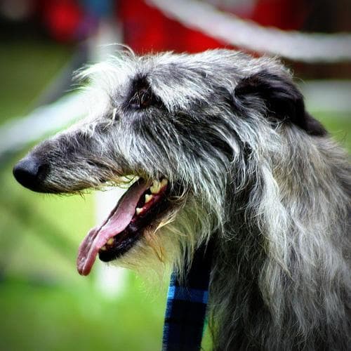 deerhound