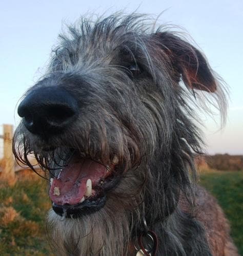 Scottish Deerhound