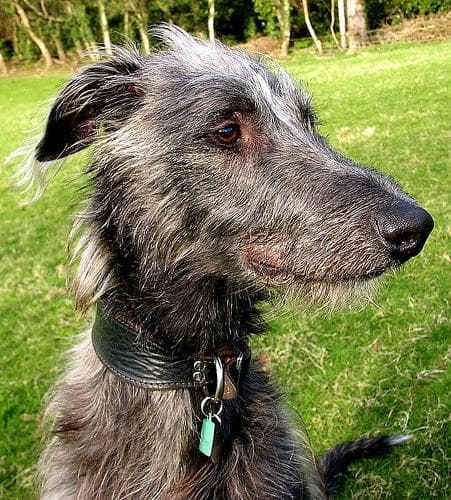 deerhound