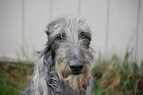 deerhound
