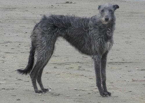 deerhound