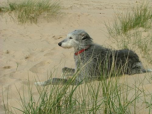 Scottish Deerhound
