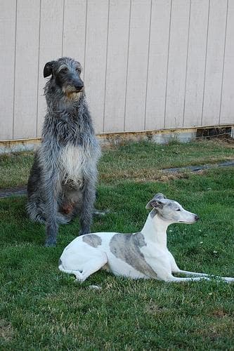 Scottish Deerhound