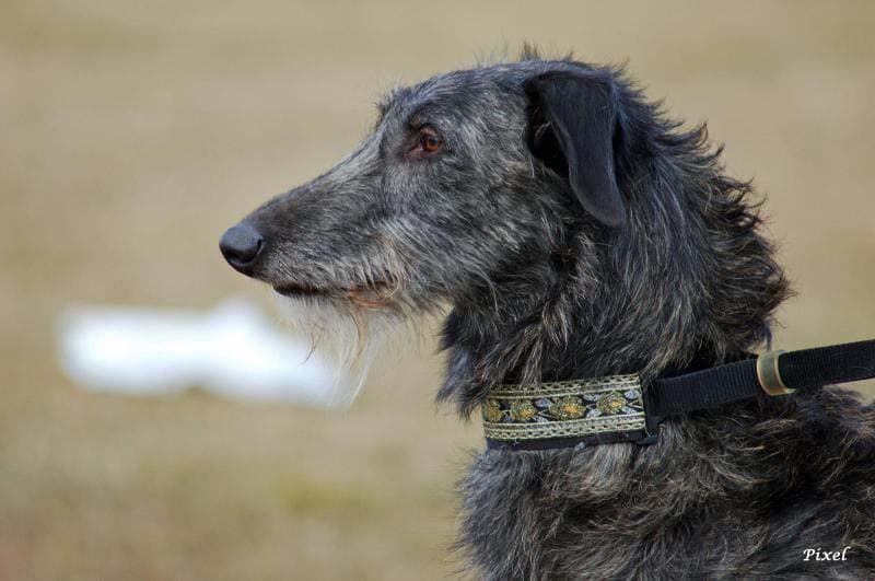 Scottish Deerhound